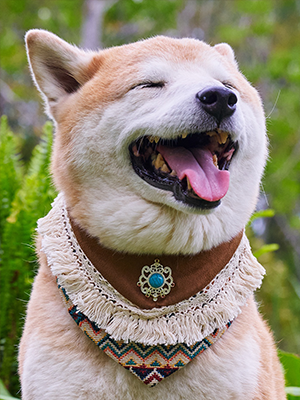 Pet Accessories