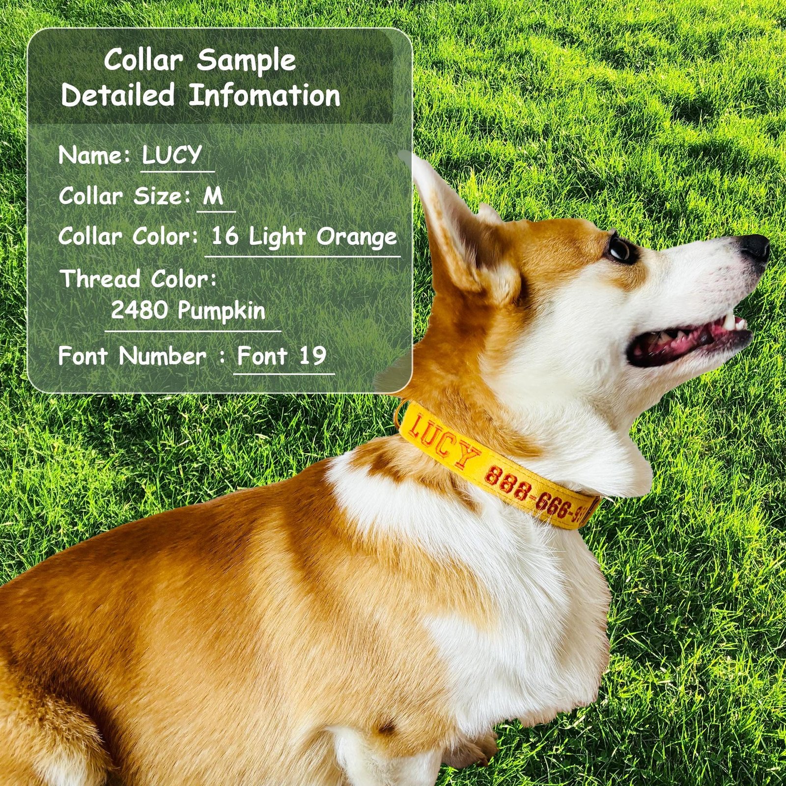 Personalized Embroidered Velvet Dog Collar | Custom Pet Name Collar - Image 9